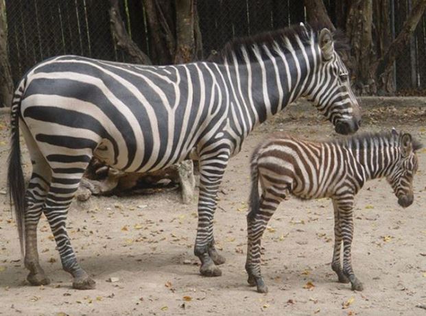 Zoológico El Pantanal